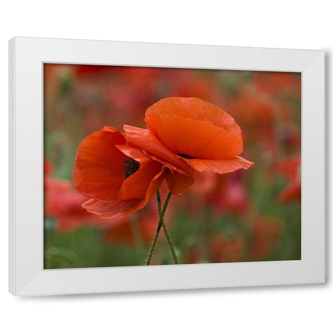 USA, North Carolina Close-up of poppy White Modern Wood Framed Art Print by Rotenberg, Nancy