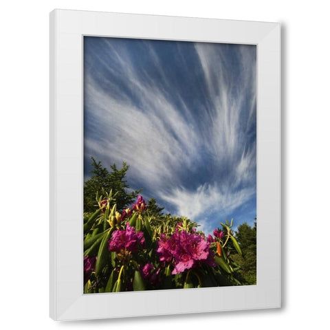 North Carolina Catawba rhododendrons and sky White Modern Wood Framed Art Print by Rotenberg, Nancy