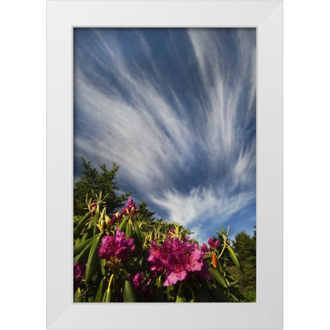 North Carolina Catawba rhododendrons and sky White Modern Wood Framed Art Print by Rotenberg, Nancy