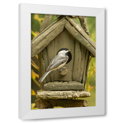 North Carolina, Carolina chickadee at birdhouse White Modern Wood Framed Art Print by Illg, Cathy and Gordon