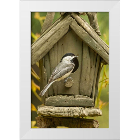 North Carolina, Carolina chickadee at birdhouse White Modern Wood Framed Art Print by Illg, Cathy and Gordon