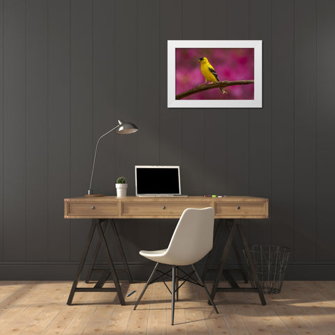 North Carolina, Guilford Co American goldfinch White Modern Wood Framed Art Print by Illg, Cathy and Gordon