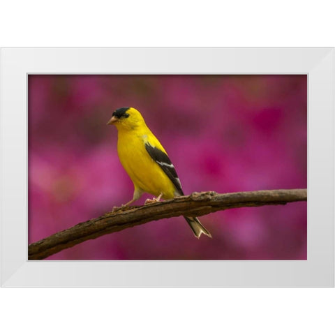 North Carolina, Guilford Co American goldfinch White Modern Wood Framed Art Print by Illg, Cathy and Gordon