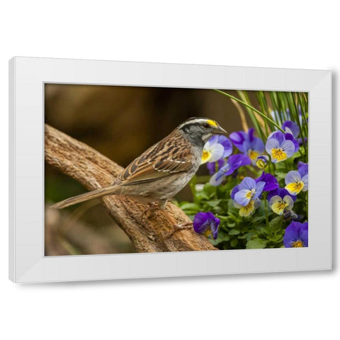North Carolina, White-throated sparrow on limb White Modern Wood Framed Art Print by Illg, Cathy and Gordon