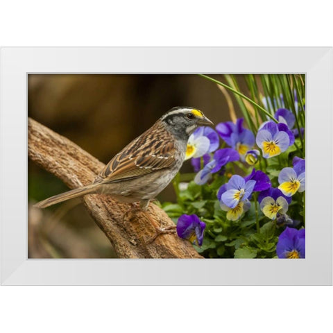 North Carolina, White-throated sparrow on limb White Modern Wood Framed Art Print by Illg, Cathy and Gordon