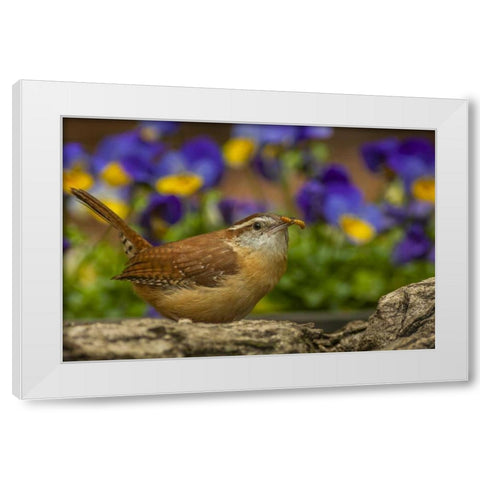 North Carolina, Guilford Co Carolina wren eating White Modern Wood Framed Art Print by Illg, Cathy and Gordon