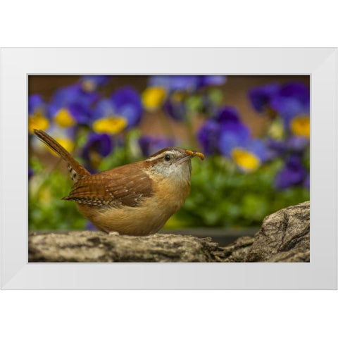 North Carolina, Guilford Co Carolina wren eating White Modern Wood Framed Art Print by Illg, Cathy and Gordon