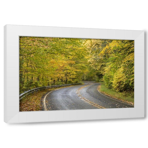 North Carolina Road through autumn forest White Modern Wood Framed Art Print by Paulson, Don