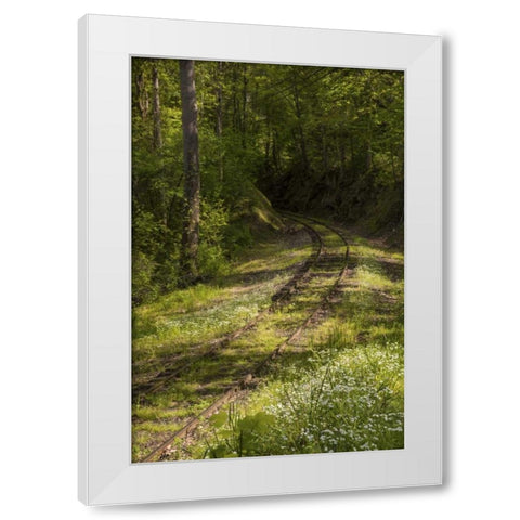 North Carolina Overgrown abandoned rail line White Modern Wood Framed Art Print by Grall, Don