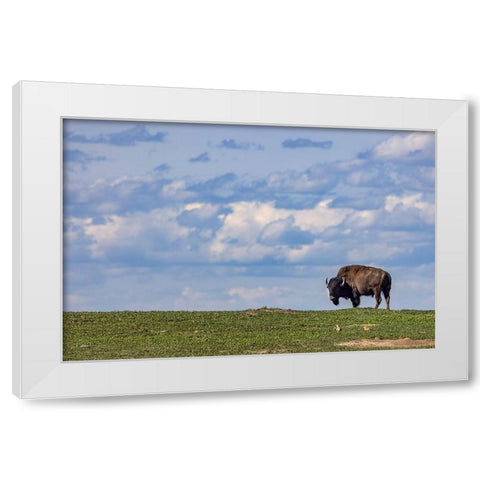 Bison bull in prairie dog town against the big sky in Theodore Roosevelt National Park-North Dakota White Modern Wood Framed Art Print by Haney, Chuck