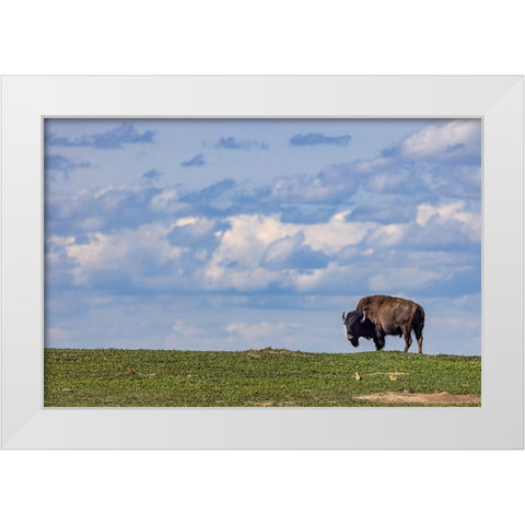 Bison bull in prairie dog town against the big sky in Theodore Roosevelt National Park-North Dakota White Modern Wood Framed Art Print by Haney, Chuck