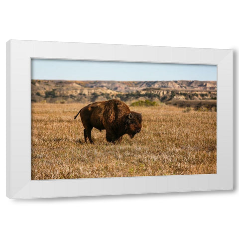 Theodore Roosevelt National Park-North Dakota-USA Badlands bison White Modern Wood Framed Art Print by Sienda, Jolly
