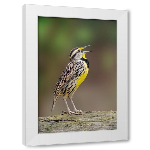 Eastern meadowlark singing-Ohio White Modern Wood Framed Art Print by Jones, Adam
