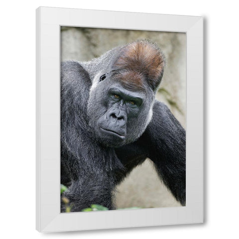 Western Gorilla-Cincinnati Zoo White Modern Wood Framed Art Print by Jones, Adam