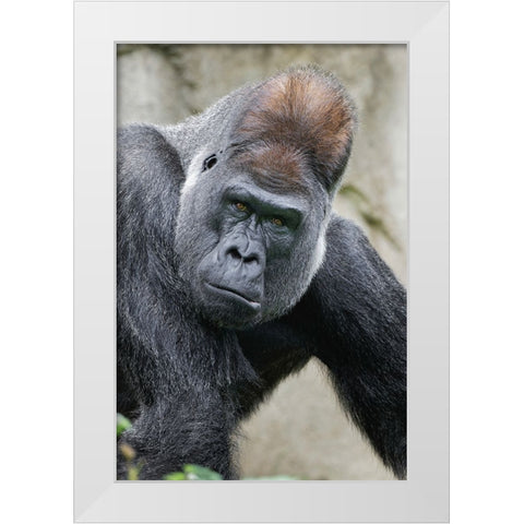 Western Gorilla-Cincinnati Zoo White Modern Wood Framed Art Print by Jones, Adam