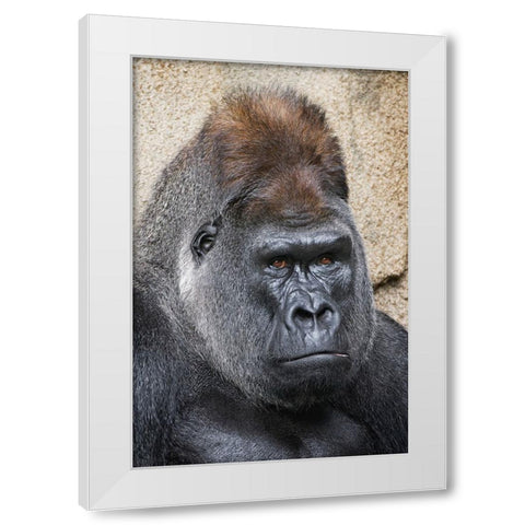 Western Gorilla-Cincinnati Zoo White Modern Wood Framed Art Print by Jones, Adam