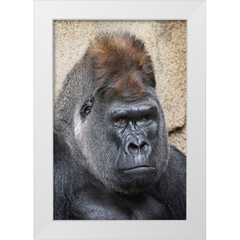 Western Gorilla-Cincinnati Zoo White Modern Wood Framed Art Print by Jones, Adam
