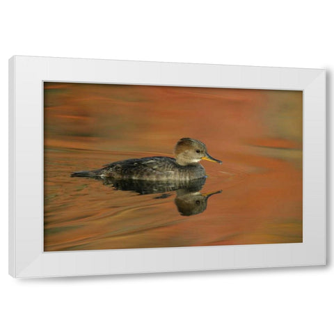 Ohio, Cleveland Hooded merganser moving in water White Modern Wood Framed Art Print by Morris, Arthur