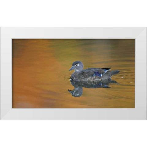 Ohio, Cleveland, Abstract of wood duck hen White Modern Wood Framed Art Print by Morris, Arthur