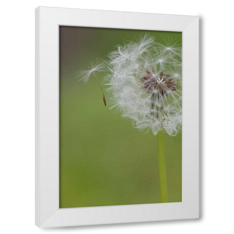 Ohio, Cincinnati Dandelion clock and seedlings White Modern Wood Framed Art Print by Anon, Josh