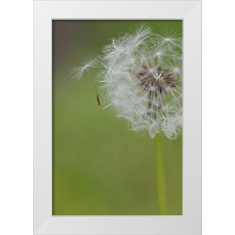 Ohio, Cincinnati Dandelion clock and seedlings White Modern Wood Framed Art Print by Anon, Josh