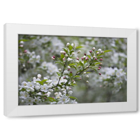 USA, Ohio Cherry blossom branch in bloom White Modern Wood Framed Art Print by Rotenberg, Nancy