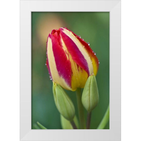 Ohio Close-up of single tulip flower with buds White Modern Wood Framed Art Print by Rotenberg, Nancy