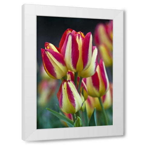 USA, Ohio Close-up of tulip variety White Modern Wood Framed Art Print by Rotenberg, Nancy
