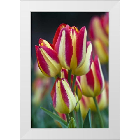 USA, Ohio Close-up of tulip variety White Modern Wood Framed Art Print by Rotenberg, Nancy
