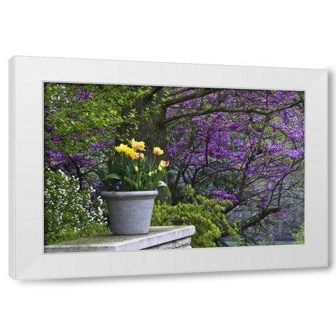 Ohio Potted tulips and redbud tree in garden White Modern Wood Framed Art Print by Rotenberg, Nancy