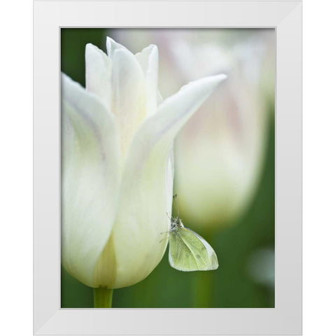 Ohio Sulphur butterfly on white tulip White Modern Wood Framed Art Print by Rotenberg, Nancy