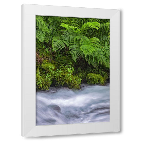 Ferns along cascade-Columbia River Gorge National Scenic Area-Oregon White Modern Wood Framed Art Print by Jones, Adam