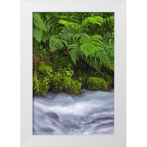 Ferns along cascade-Columbia River Gorge National Scenic Area-Oregon White Modern Wood Framed Art Print by Jones, Adam