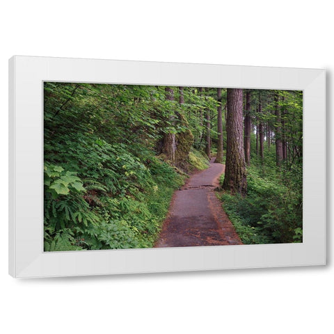 Paved pathway through forest-Columbia River Gorge-Oregon White Modern Wood Framed Art Print by Jones, Adam