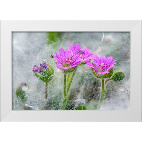 Doves Foot Geranium-Geranium molle-Columbia River Gorge-Oregon White Modern Wood Framed Art Print by Jones, Adam