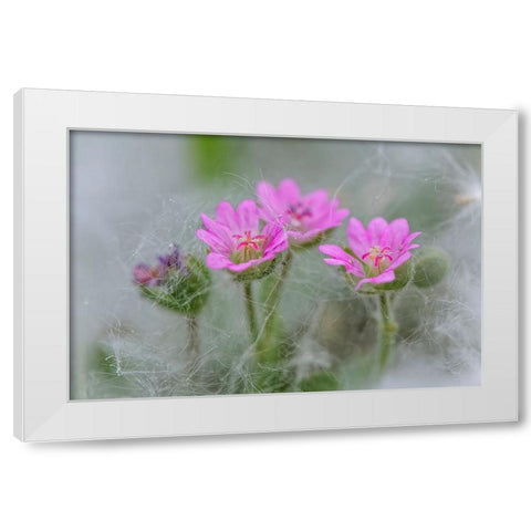 Doves Foot Geranium-Geranium molle-Columbia River Gorge-Oregon White Modern Wood Framed Art Print by Jones, Adam
