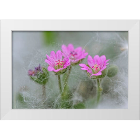 Doves Foot Geranium-Geranium molle-Columbia River Gorge-Oregon White Modern Wood Framed Art Print by Jones, Adam
