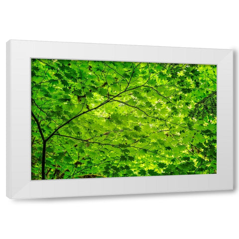 Pattern of green maple leaves-Columbia River Gorge National Scenic Area-Oregon White Modern Wood Framed Art Print by Jones, Adam