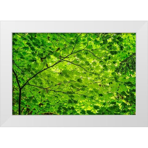 Pattern of green maple leaves-Columbia River Gorge National Scenic Area-Oregon White Modern Wood Framed Art Print by Jones, Adam