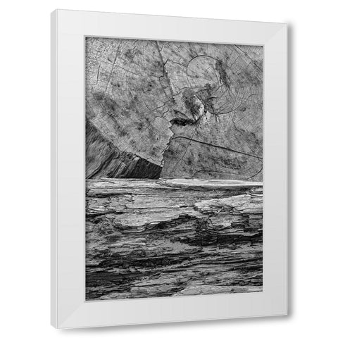 Geometric pattern in eroded driftwood-Bandon Beach-Oregon White Modern Wood Framed Art Print by Jones, Adam