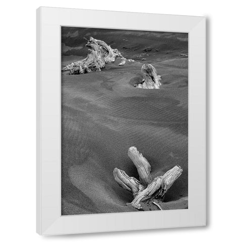 Eroded driftwood on beach-Bandon Beach-Oregon White Modern Wood Framed Art Print by Jones, Adam