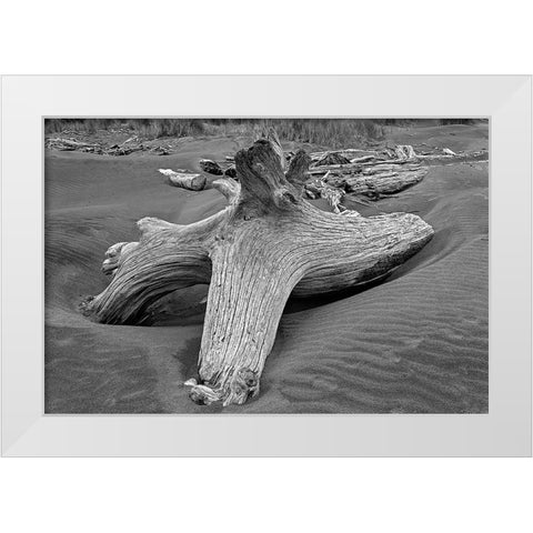 Geometric pattern in eroded driftwood-Bandon Beach-Oregon White Modern Wood Framed Art Print by Jones, Adam