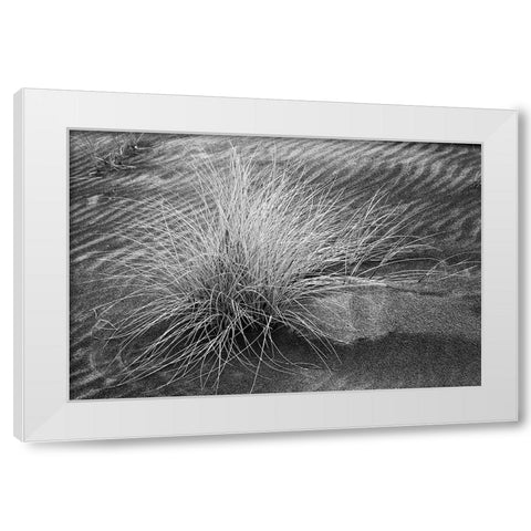 Grass pattern-Bandon-Oregon White Modern Wood Framed Art Print by Jones, Adam