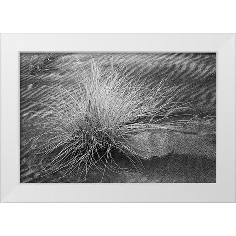 Grass pattern-Bandon-Oregon White Modern Wood Framed Art Print by Jones, Adam