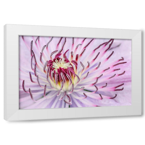 Close-up of clematis flower-Schreiner Iris Gardens-Salem-Oregon White Modern Wood Framed Art Print by Jones, Adam