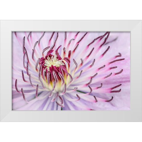 Close-up of clematis flower-Schreiner Iris Gardens-Salem-Oregon White Modern Wood Framed Art Print by Jones, Adam