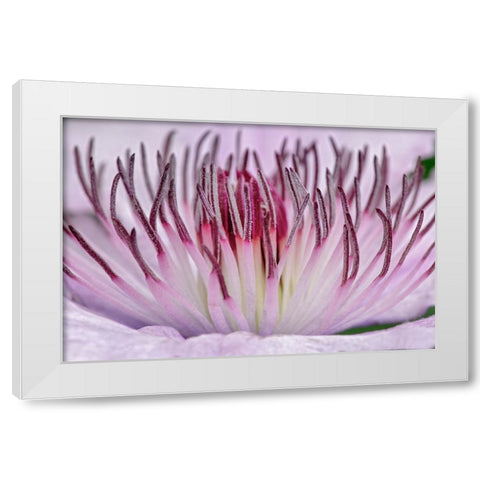 Close-up of clematis flower-Schreiner Iris Gardens-Salem-Oregon White Modern Wood Framed Art Print by Jones, Adam
