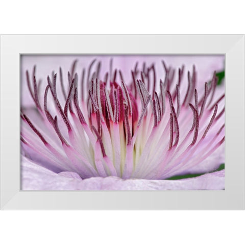 Close-up of clematis flower-Schreiner Iris Gardens-Salem-Oregon White Modern Wood Framed Art Print by Jones, Adam