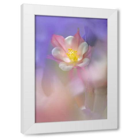 Soft focus Columbine flower-Salem-Oregon White Modern Wood Framed Art Print by Jones, Adam