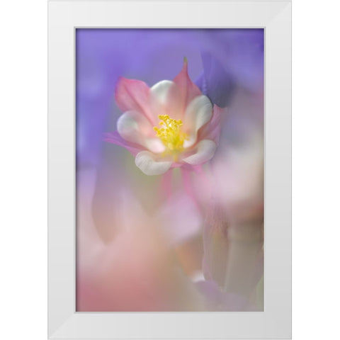 Soft focus Columbine flower-Salem-Oregon White Modern Wood Framed Art Print by Jones, Adam